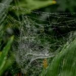 advanced online growth strategy