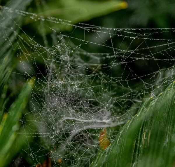 advanced online growth strategy